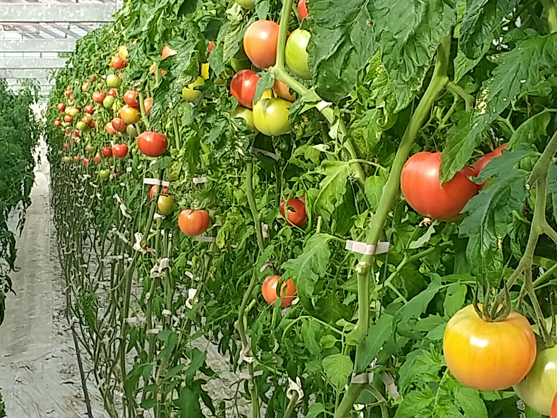 tomato2021